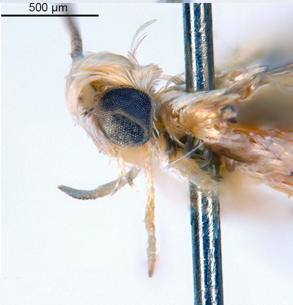 /filer/webapps/moths_gc/media/images/D/digitata_Dondavisia_HT_head2_De-Prins-etal_2025_278.jpg
