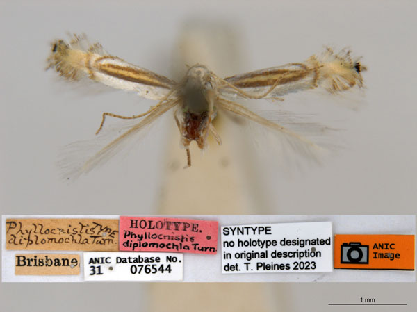 /filer/webapps/moths_gc/media/images/D/diplomochla_Phyllcnistis_ST2_ANIC.jpg