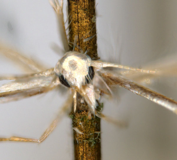 /filer/webapps/moths_gc/media/images/D/diplomochla_Phyllcnistis_ST2_head_ANIC.jpg