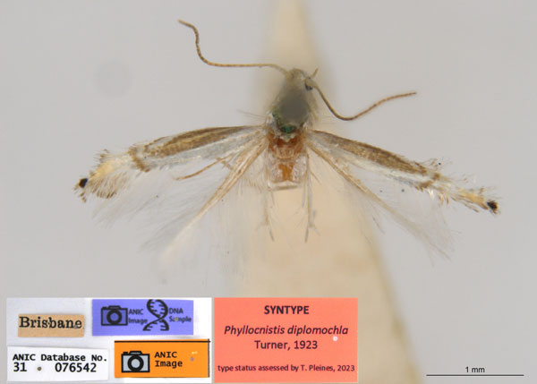 /filer/webapps/moths_gc/media/images/D/diplomochla_Phyllocnistis_ST3_ANIC.jpg