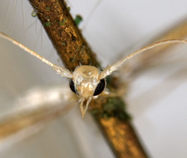 /filer/webapps/moths_gc/media/images/D/diplomochla_Phyllocnistis_ST3_head_ANIC.jpg