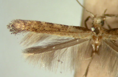 /filer/webapps/moths_gc/media/images/D/discksoni_Caloptilia_HT_TMSA5661.jpg