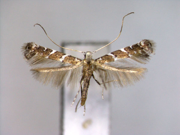 /filer/webapps/moths_gc/media/images/D/dissotoma_Spulerina_A_EIHU.jpg