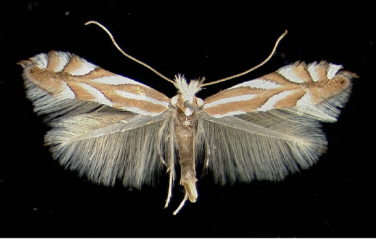 /filer/webapps/moths_gc/media/images/D/distentella_Phyllonorycter_A_Auer22021972_MHNG.jpg