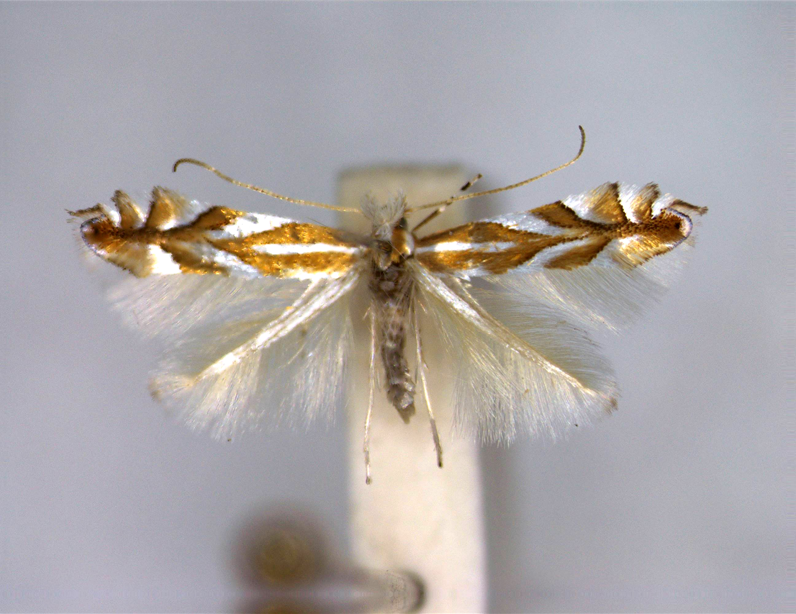 /filer/webapps/moths_gc/media/images/D/distentella_Phyllonorycter_A_EIHU.jpg