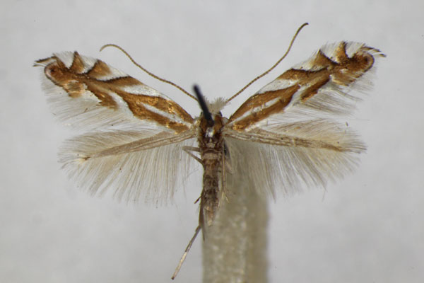 /filer/webapps/moths_gc/media/images/D/distentella_Phyllonorycter_A_ZSM_3.jpg