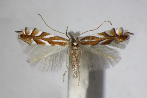 /filer/webapps/moths_gc/media/images/D/distentella_Phyllonorycter_A_ZSM_4.jpg