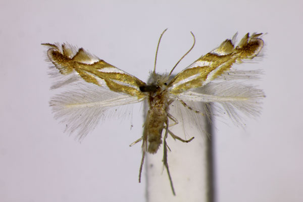 /filer/webapps/moths_gc/media/images/D/distentella_Phyllonorycter_ST_BMNH.jpg