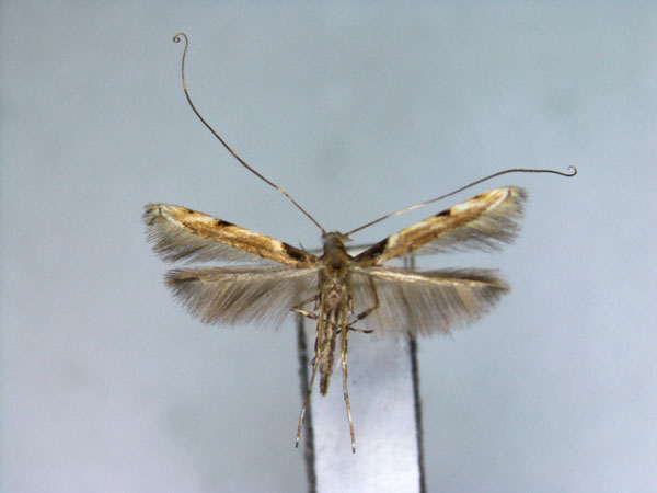 /filer/webapps/moths_gc/media/images/D/distylii_Acrocercops_PT_EIHU.jpg