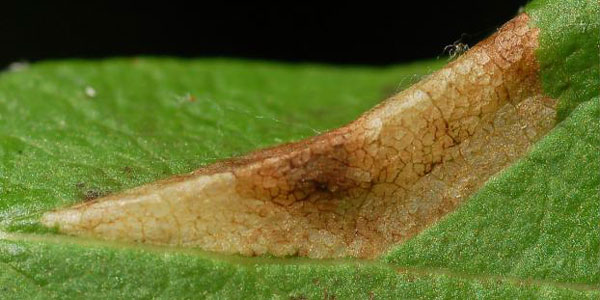 /filer/webapps/moths_gc/media/images/D/diversella_Phyllonorycter_mine1_Eiseman_2025_1849.jpg