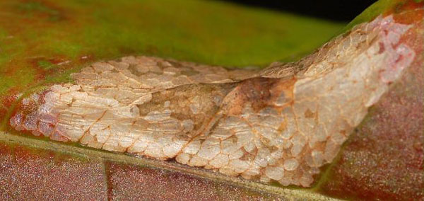 /filer/webapps/moths_gc/media/images/D/diversella_Phyllonorycter_mine1_Eiseman_2025_1855.jpg