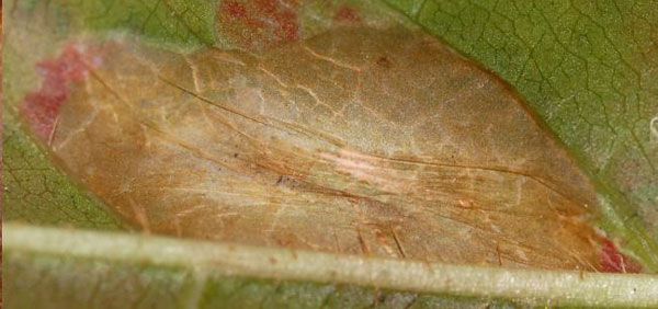 /filer/webapps/moths_gc/media/images/D/diversella_Phyllonorycter_mine2_Eiseman_2025_1855.jpg
