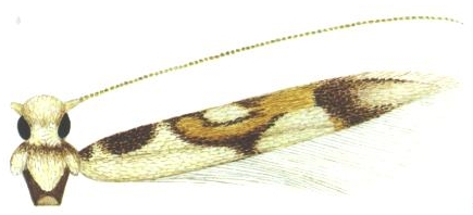 /filer/webapps/moths_gc/media/images/D/dives_Eucosmophora_A_DavisWagner_2005_4.jpg