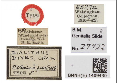 /filer/webapps/moths_gc/media/images/D/dives_Eucosmophora_HT_1409430_BMNH_labels.jpg