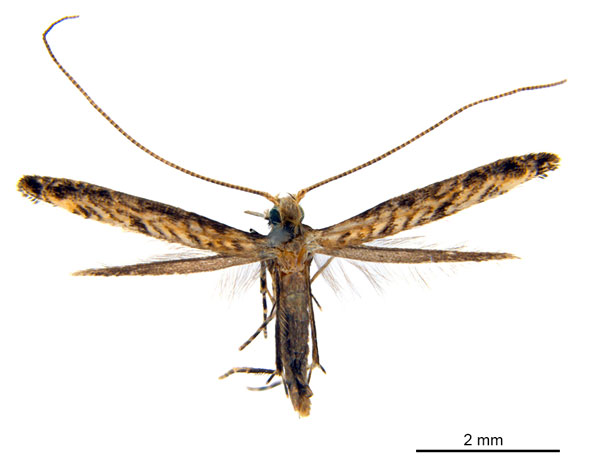 /filer/webapps/moths_gc/media/images/D/djabu_Diphtheroptila_HT_ANIC.jpg