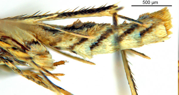 /filer/webapps/moths_gc/media/images/D/djabu_Diphtheroptila_HT_abdomen_ANIC.jpg