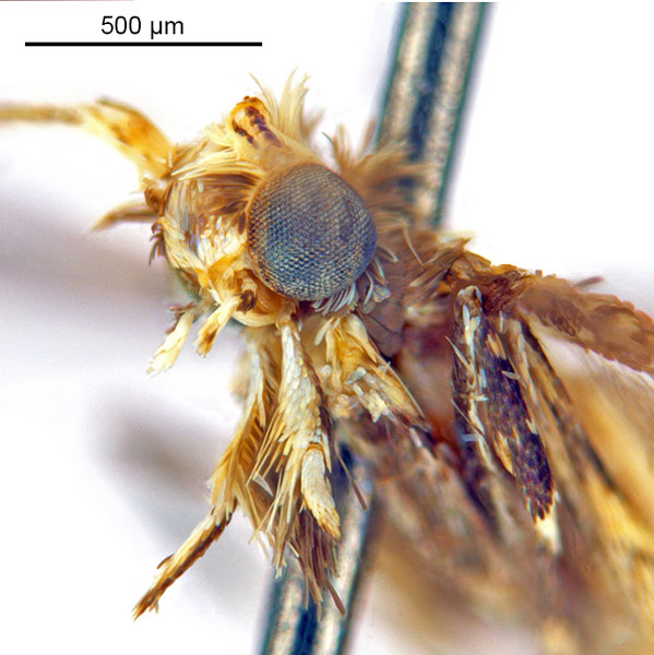 /filer/webapps/moths_gc/media/images/D/djabu_Diphtheroptila_HT_head2_ANIC.jpg