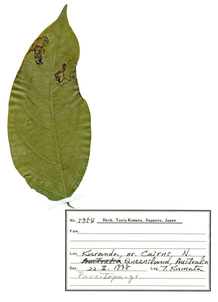 /filer/webapps/moths_gc/media/images/D/djabu_Diphtheroptila_HT_host-plant_ANIC.jpg