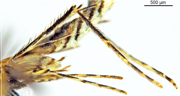/filer/webapps/moths_gc/media/images/D/djabu_Diphtheroptila_HT_legs_ANIC.jpg