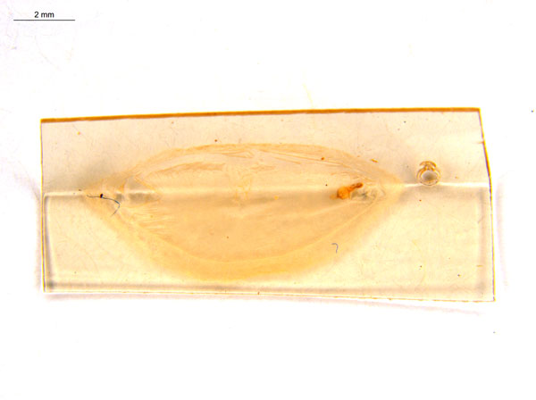 /filer/webapps/moths_gc/media/images/D/djabu_Diphtheroptila_HT_pupa_ANIC.jpg