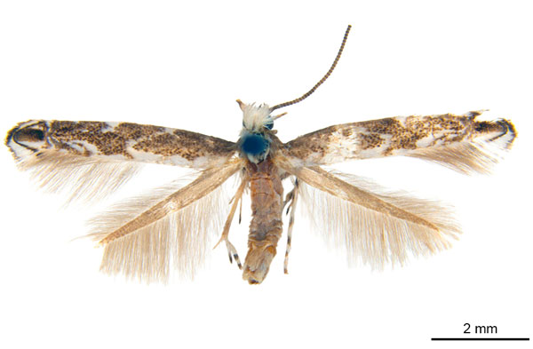 /filer/webapps/moths_gc/media/images/D/doddi_Epicephala_HT_ANIC.jpg