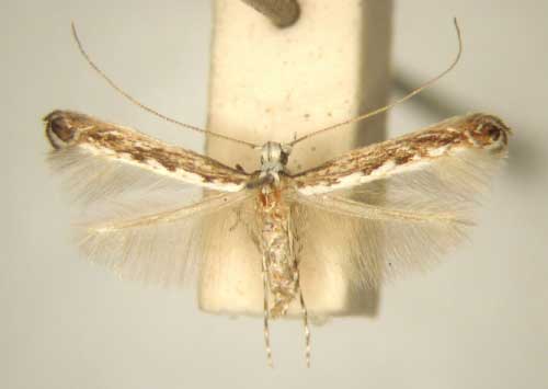 /filer/webapps/moths_gc/media/images/D/dodonaeae_Stomphastis_PT_TMSA6008.jpg