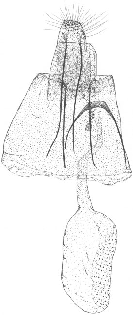 /filer/webapps/moths_gc/media/images/D/dombeyae_Phyllonorycter_GF_DePrins_3748.jpg