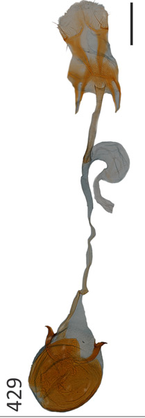 /filer/webapps/moths_gc/media/images/D/dondavisi_Caloptilia_GF_PT_MNHG.jpg
