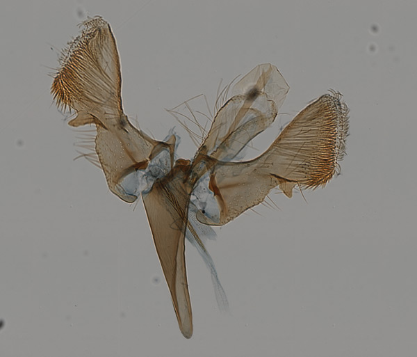 /filer/webapps/moths_gc/media/images/D/dondavisi_Caloptilia_GM_HT_MNHG.jpg