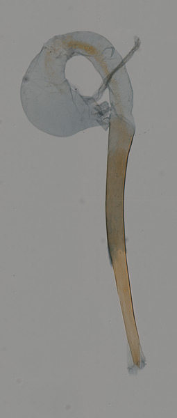 /filer/webapps/moths_gc/media/images/D/dondavisi_Caloptilia_GM_HT_MNHG_2.jpg