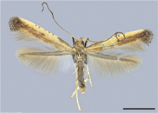 /filer/webapps/moths_gc/media/images/D/dondavisi_Caloptilia_HT_MHNG.jpg