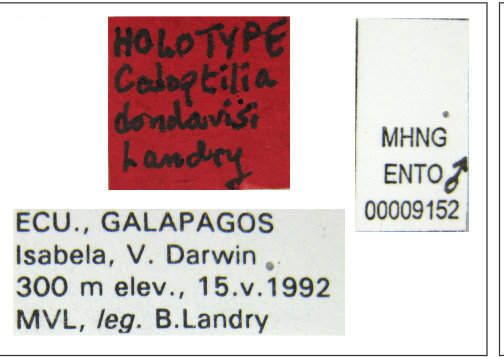 /filer/webapps/moths_gc/media/images/D/dondavisi_Caloptilia_HT_MHNG_Labels.jpg