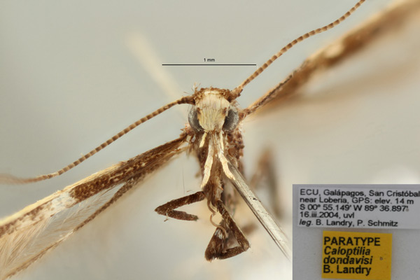 /filer/webapps/moths_gc/media/images/D/dondavisi_Caloptilia_PT_MHNG.jpg