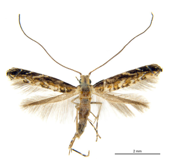 /filer/webapps/moths_gc/media/images/D/doo_Bridella_HT_ANIC.jpg