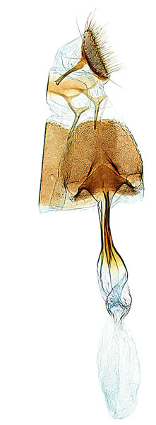 /filer/webapps/moths_gc/media/images/D/doo_Bridella_HT_GF_ANIC_BpXUh2V.jpg