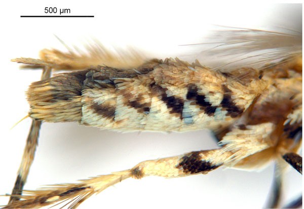 /filer/webapps/moths_gc/media/images/D/doo_Bridella_HT_abdomen_De-Prins-etal_2025_16.jpg