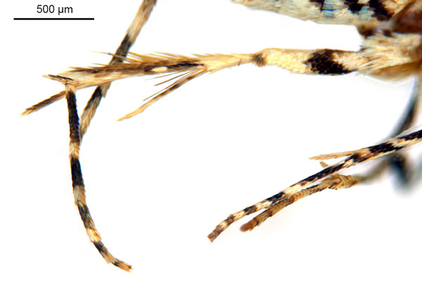 /filer/webapps/moths_gc/media/images/D/doo_Bridella_HT_legs_De-Prins-etal_2025_16.jpg