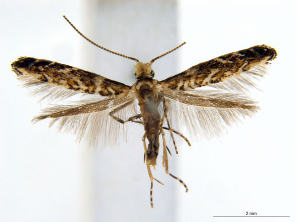 /filer/webapps/moths_gc/media/images/D/doo_Bridella_PT_ANIC.jpg