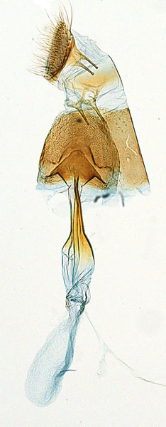 /filer/webapps/moths_gc/media/images/D/doo_Bridella_PT_GF_ANIC.jpg