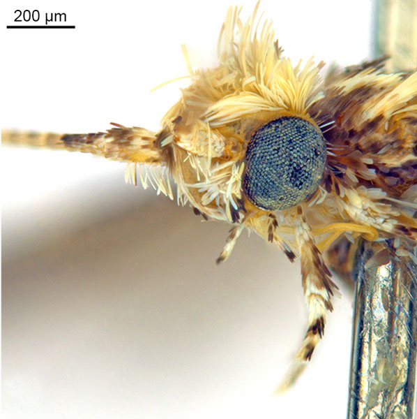 /filer/webapps/moths_gc/media/images/D/doo_Bridella_PT_Head2_De-Prins-etal_2025_16.jpg