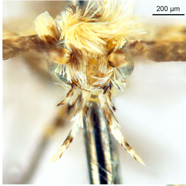 /filer/webapps/moths_gc/media/images/D/doo_Bridella_PT_head1_De-Prins-etal_2025_16.jpg