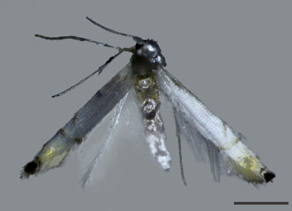 /filer/webapps/moths_gc/media/images/D/dorcas_Phyllocnistis_HT_BMNH(E)-1412349_2.jpg
