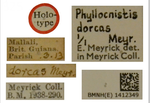 /filer/webapps/moths_gc/media/images/D/dorcas_Phyllocnistis_HT_BMNH(E)-1412349_2_Labels.jpg