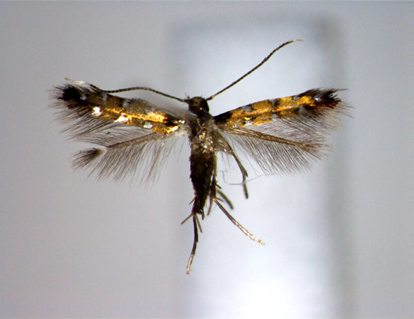 /filer/webapps/moths_gc/media/images/D/dorinda_Porphyrosela_A_EIHU_2.jpg