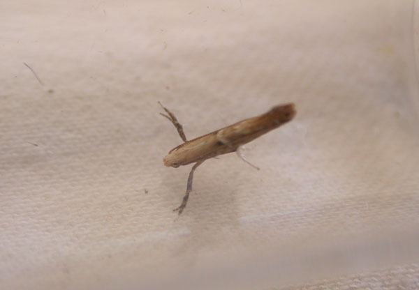 /filer/webapps/moths_gc/media/images/D/dorsilineella_Dextelia_A_IB1290_2.jpg