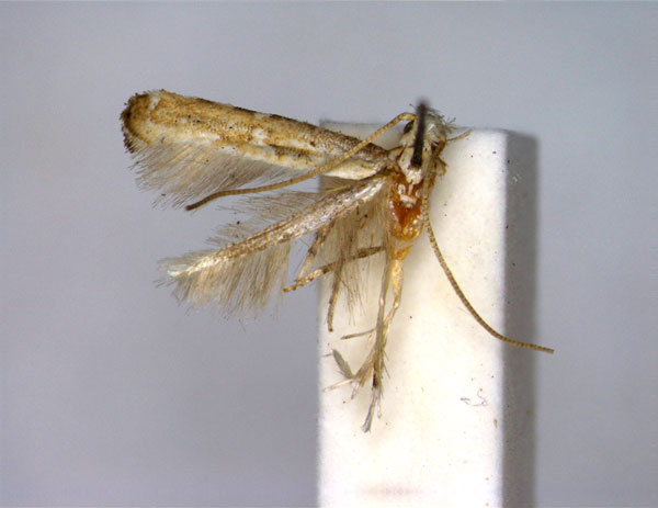 /filer/webapps/moths_gc/media/images/D/dorsilineella_Dextellia_A_EIHU.jpg