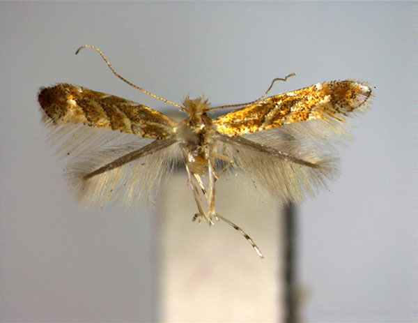 /filer/webapps/moths_gc/media/images/D/drepanota_Phyllonorycter_A_EIHU.jpg