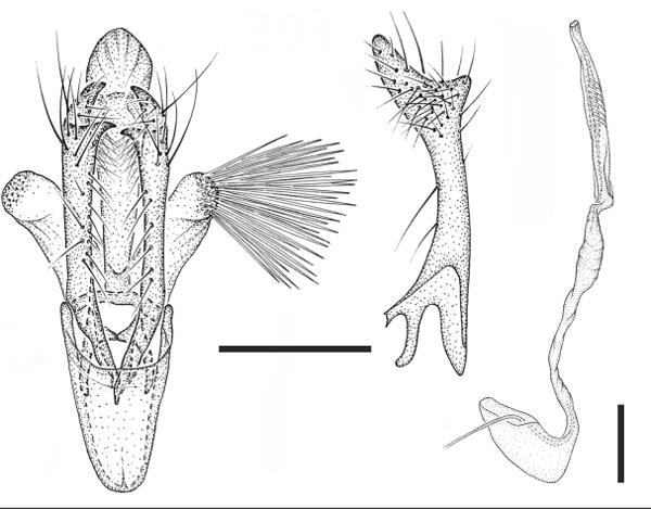 /filer/webapps/moths_gc/media/images/D/drimiphaga_Phyllocnistis_HT_GM_USNM.jpg