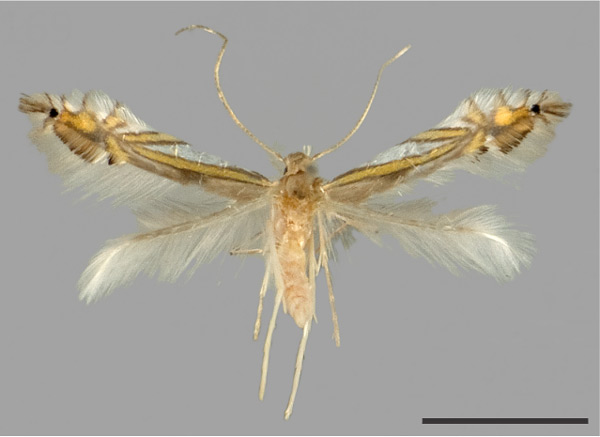 /filer/webapps/moths_gc/media/images/D/drimiphaga_Phyllocnistis_HT_USNM_2.jpg