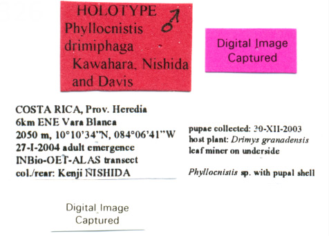 /filer/webapps/moths_gc/media/images/D/drimiphaga_Phyllocnistis_HT_USNM_Labels.jpg